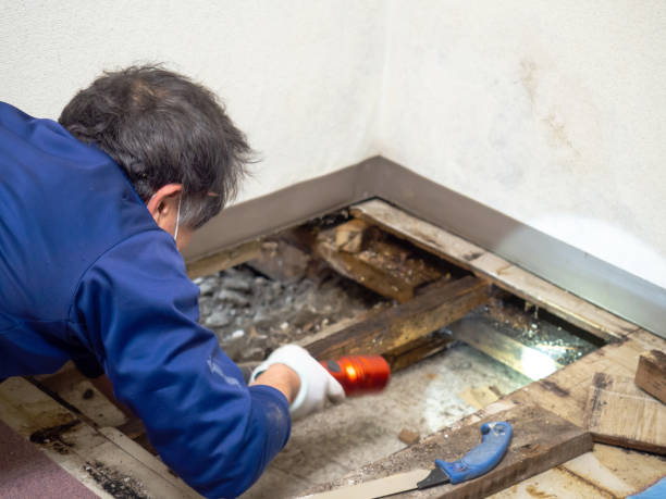 Best Mold Testing and Inspection Services in Fort Knox, KY