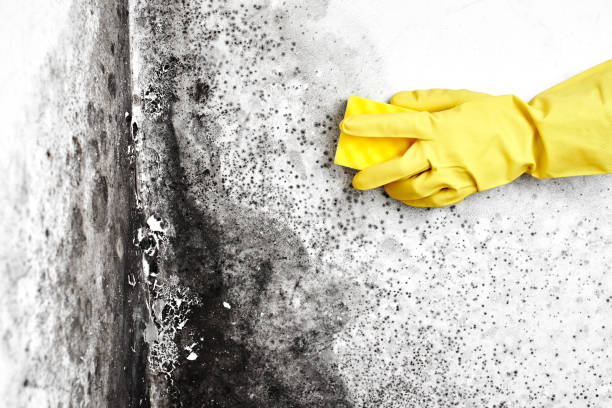 Best White Mold Remediation in Fort Knox, KY